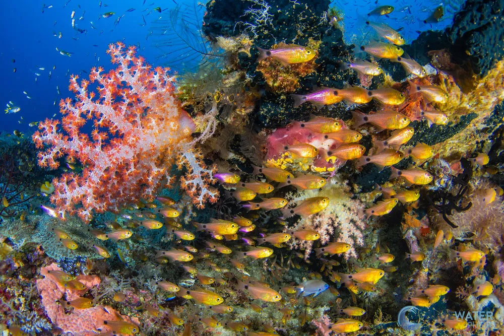 Raja Ampat
