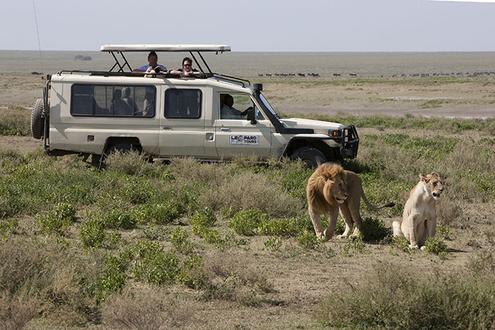 Safari adventure with lions