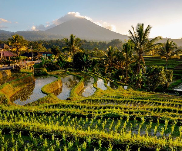 Beautiful Bali rice terraces