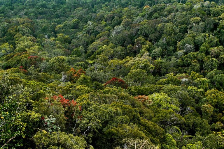 jungle, Top 10 Most Beautiful Jungles of the World (Updated 2021), Phenomenal Place